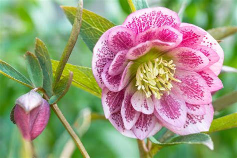 hazel hellebore|hellebore how to grow.